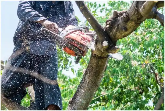 tree services Kenton